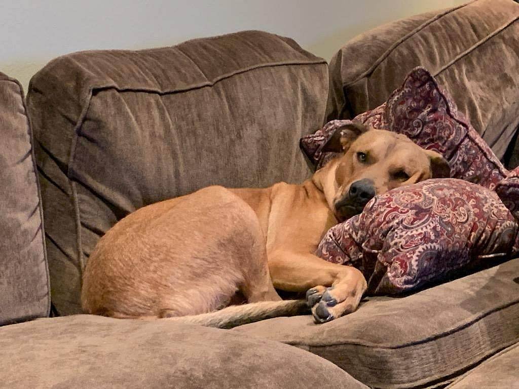 Barrett up for Adoption