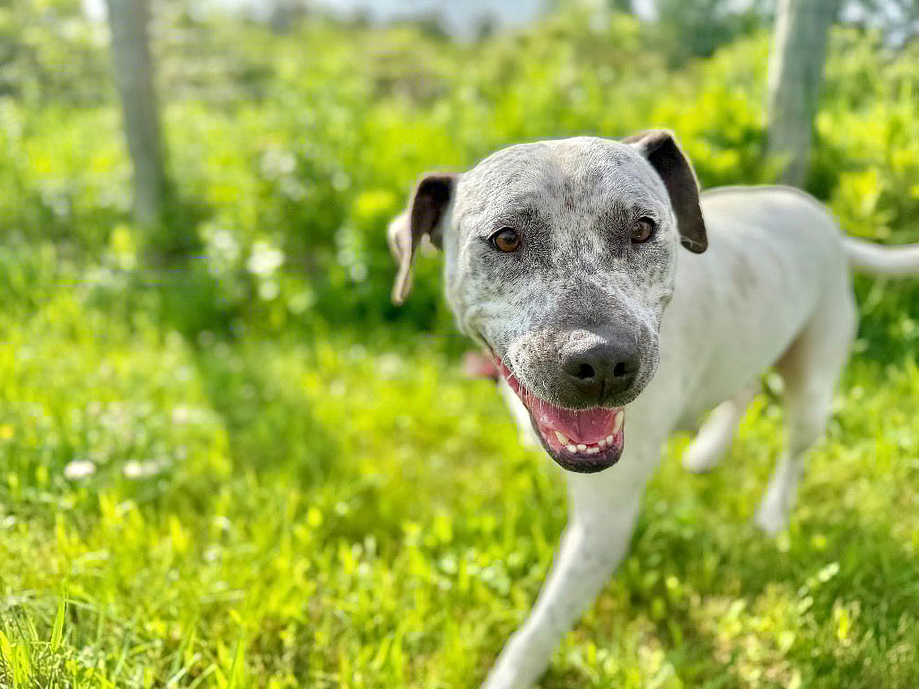 Malaysia - Staffordshire Bull Terrier