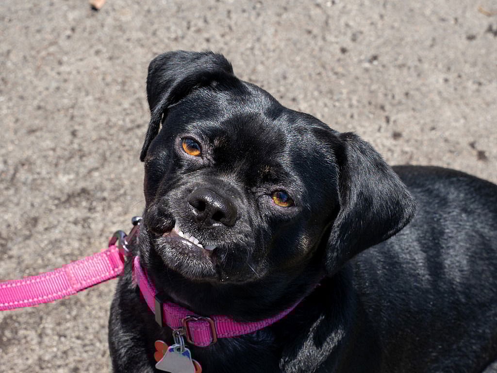 Chloe - Adopt Me! - Pug