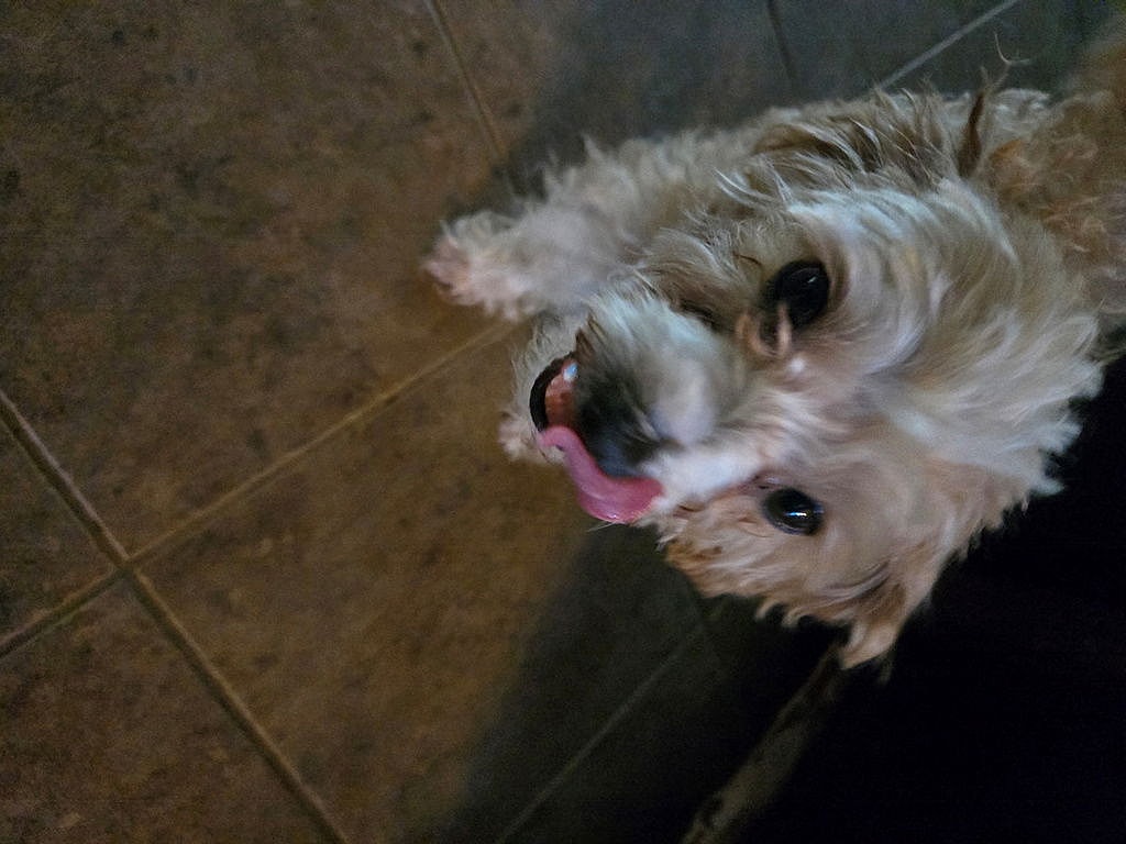 Maggie - Poodle (Toy)