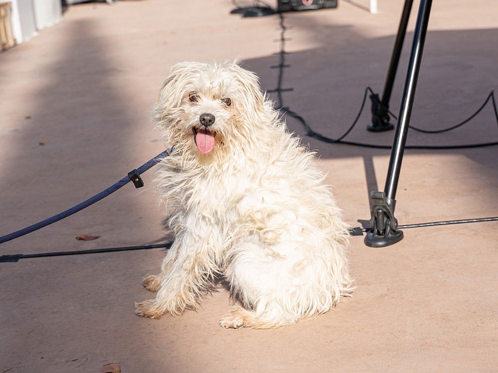 Bo - Special Needs-Foster or Adopt Me! - Terrier