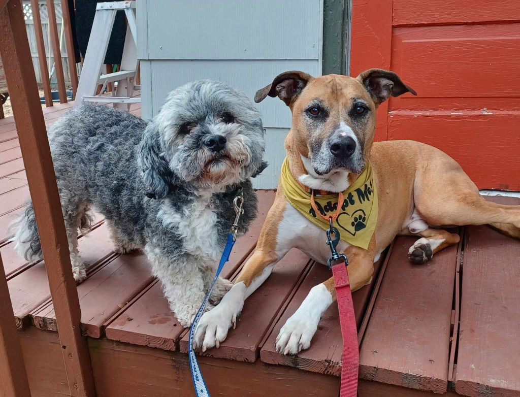 Abu (bonded pair) / Scout (bonded pair)