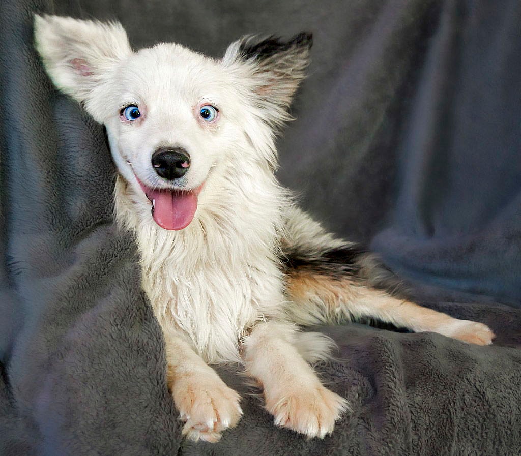 SUPER Mr Soro ~ Mini Aussie - Australian Shepherd