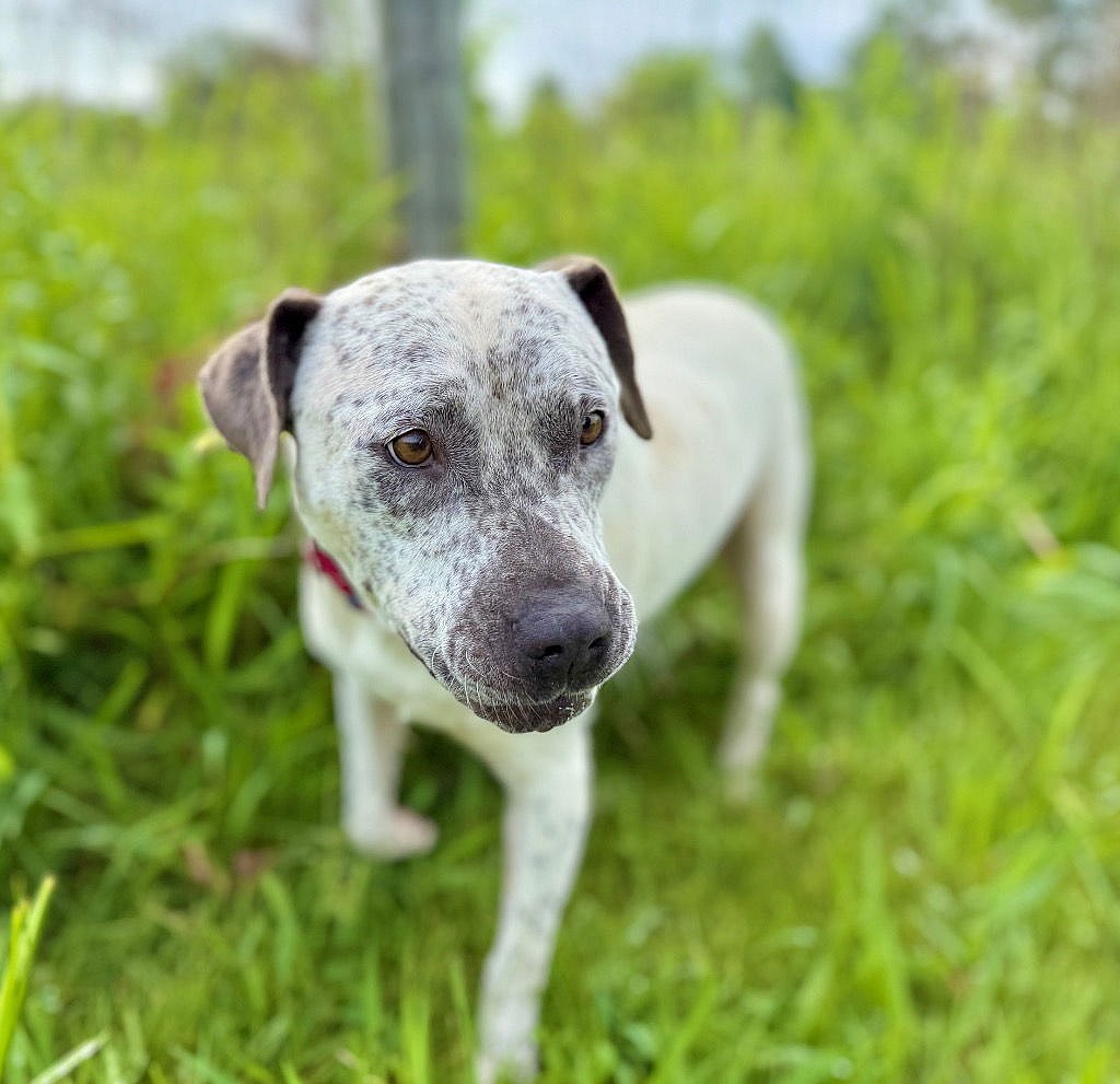 Malaysia - Staffordshire Bull Terrier