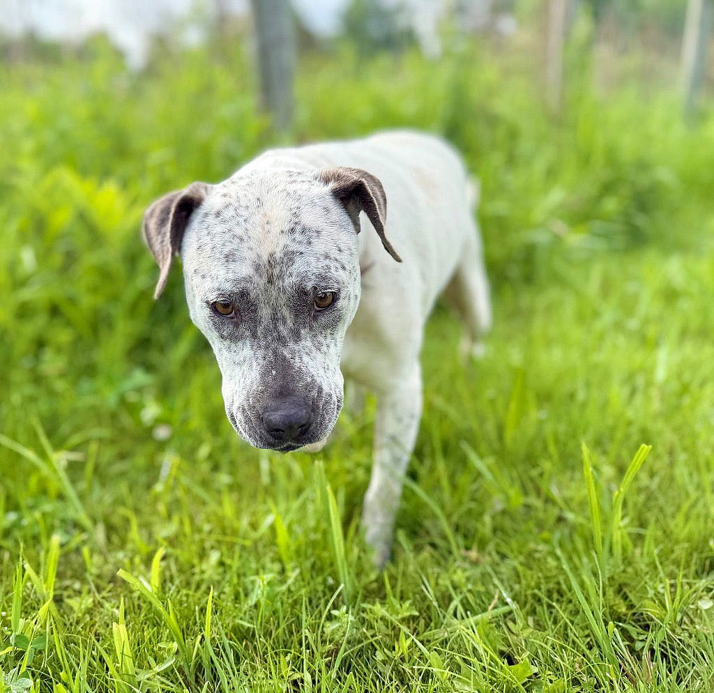 Malaysia - Staffordshire Bull Terrier