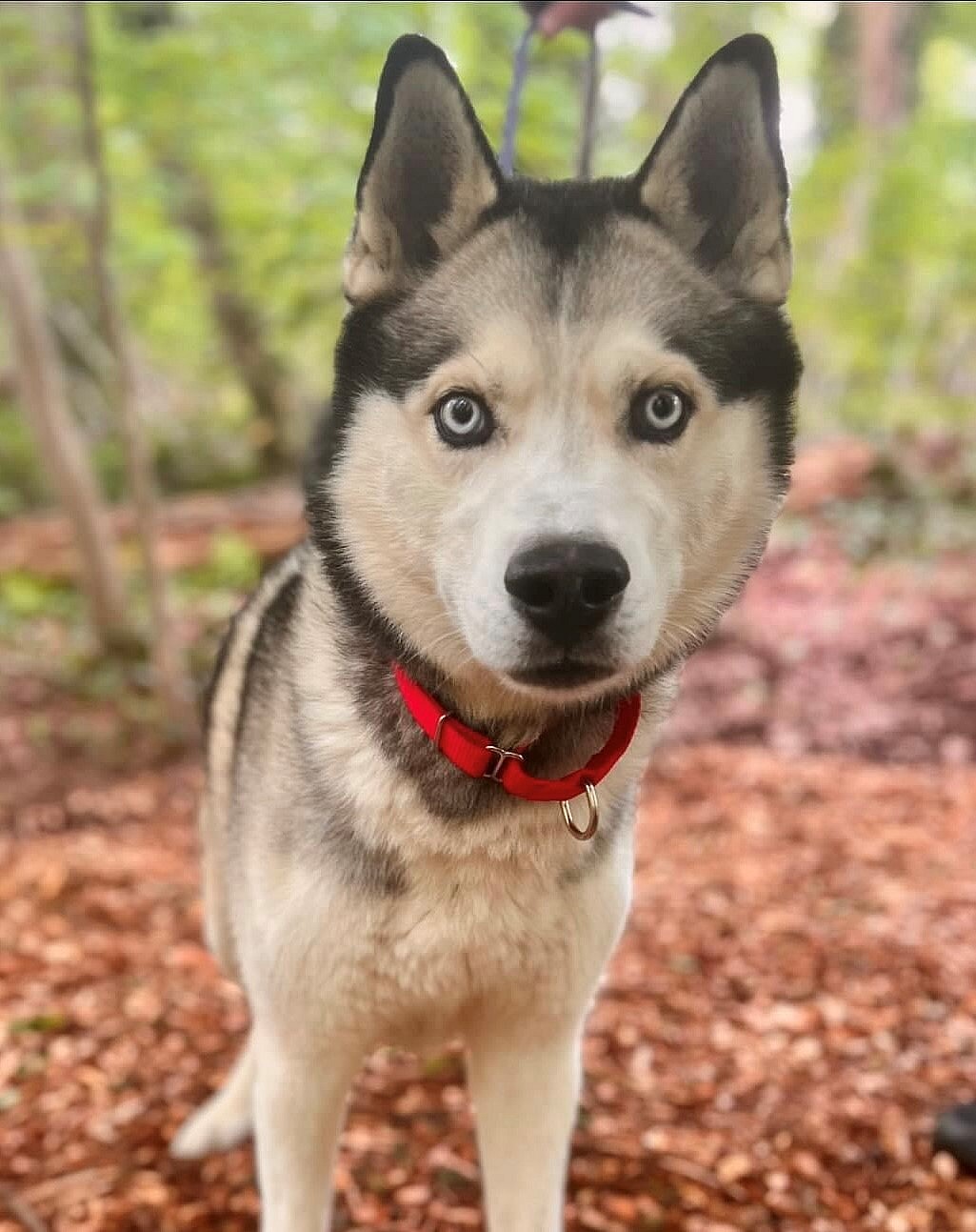 New York's Lost Husky: Eddie's Struggle and Hope for a New Home