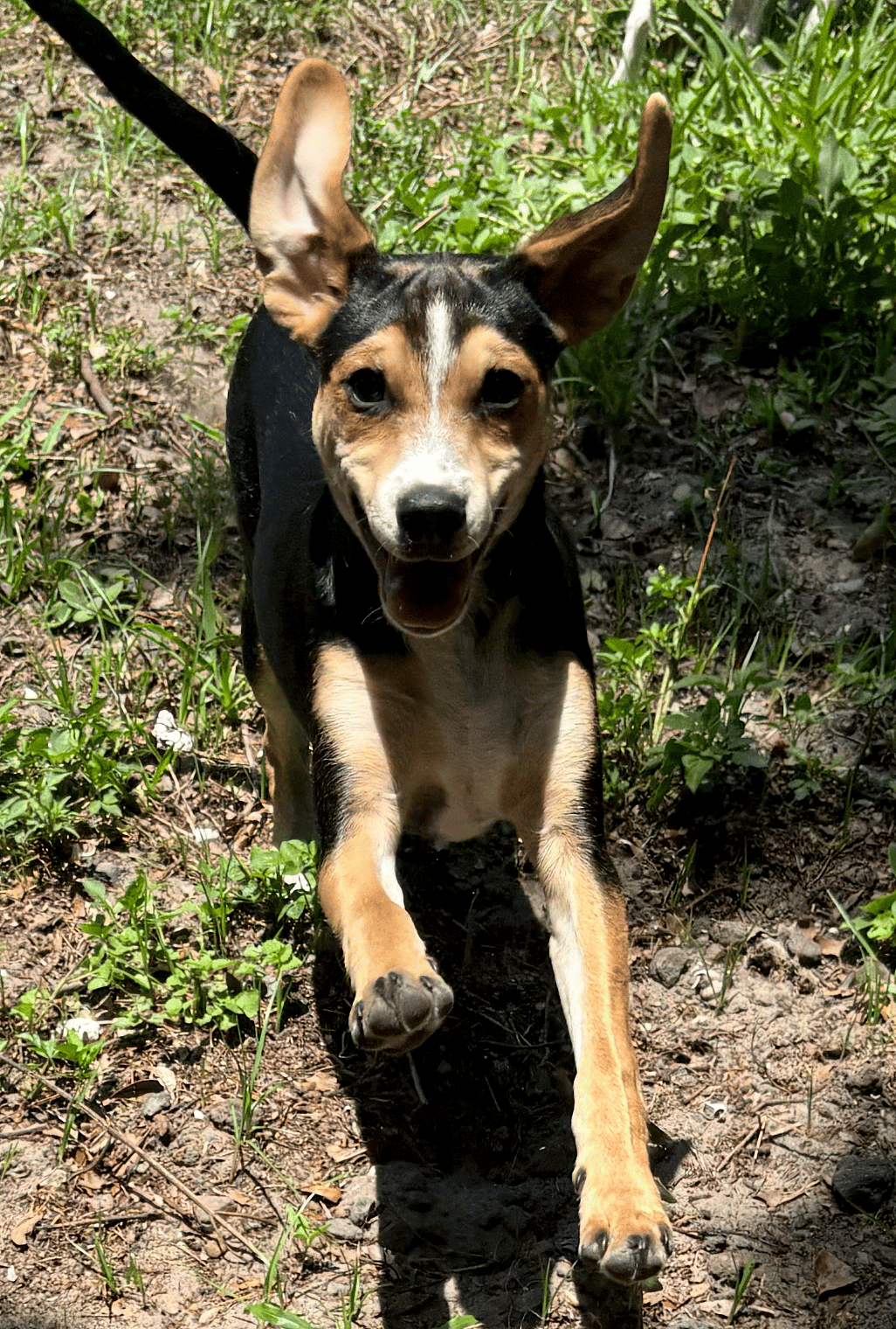 Houdini ADOPTION PENDING