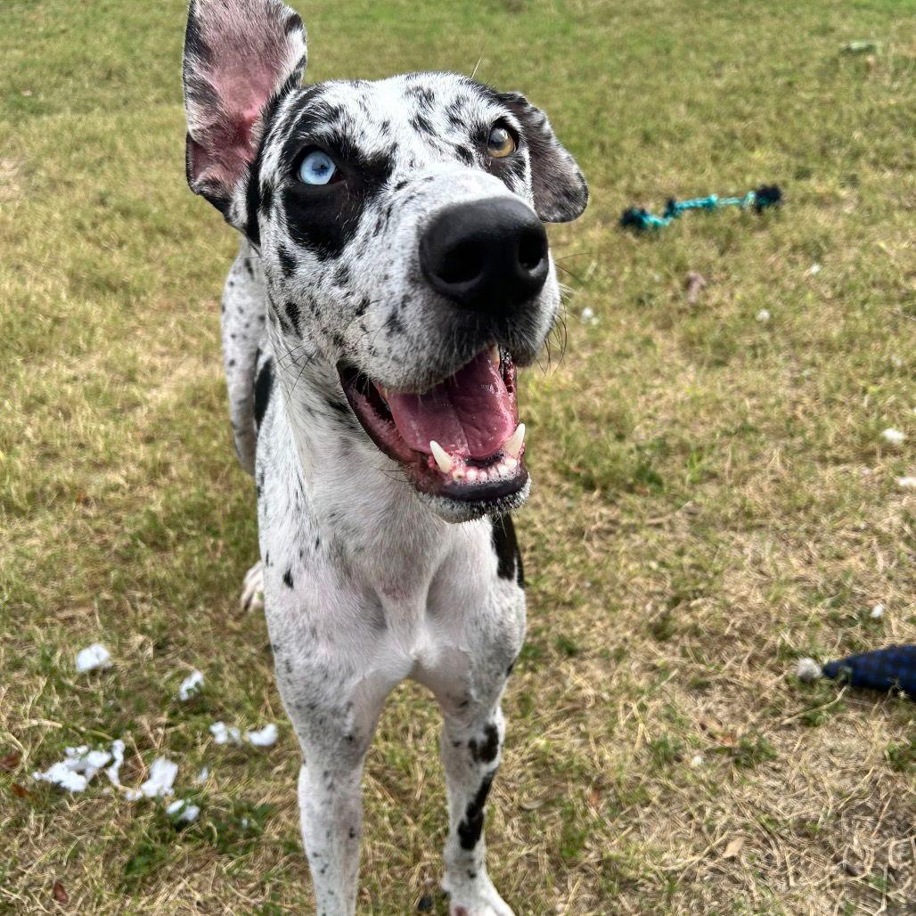 Gemma Dane GCH