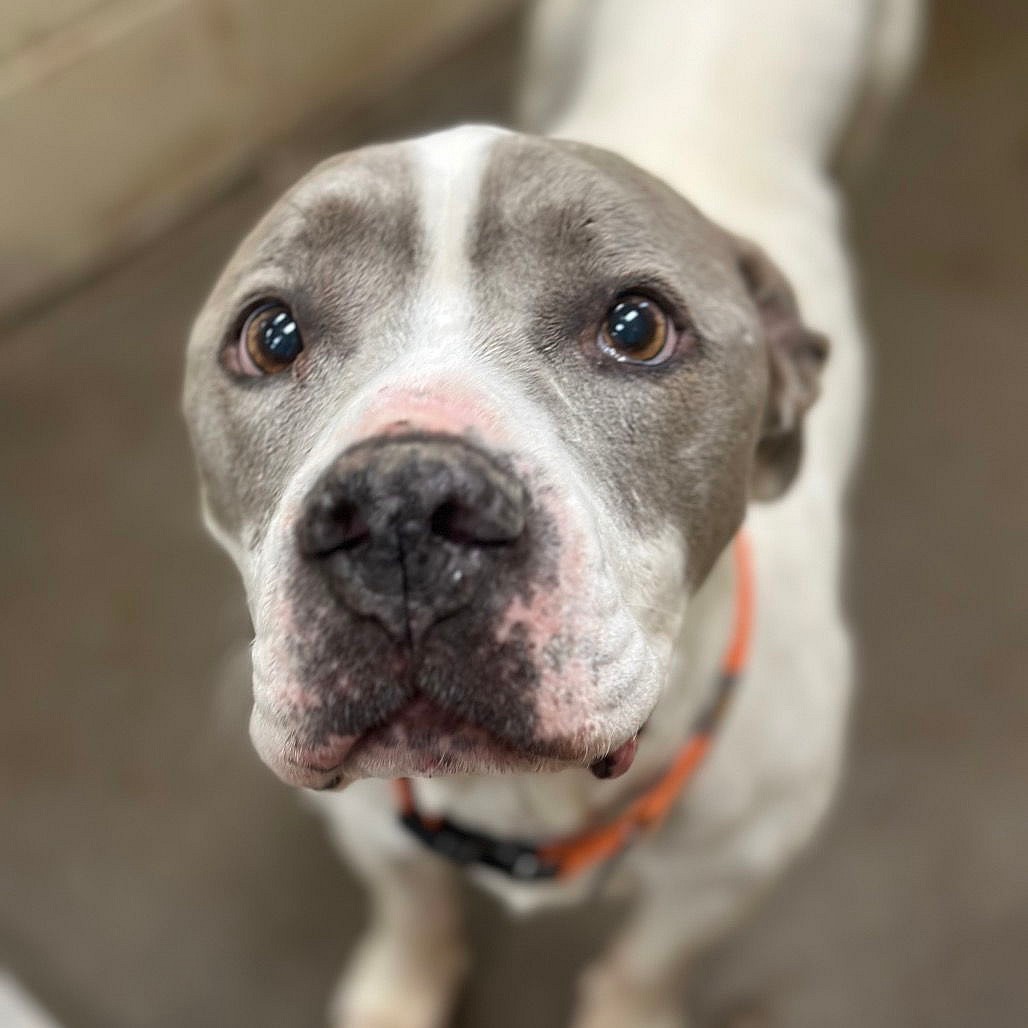 Kota - American Pit Bull Terrier