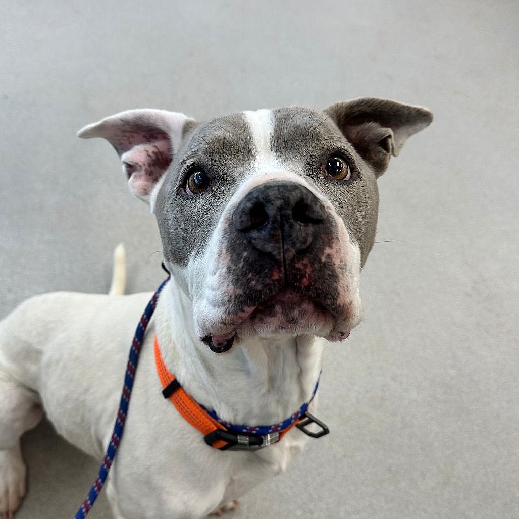 Kota - American Pit Bull Terrier