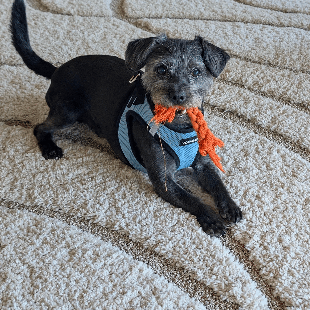 Milo Wigglesworth - Miniature Schnauzer