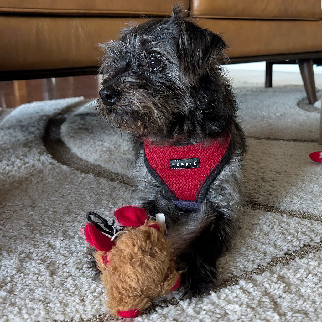 Milo Wigglesworth - Miniature Schnauzer