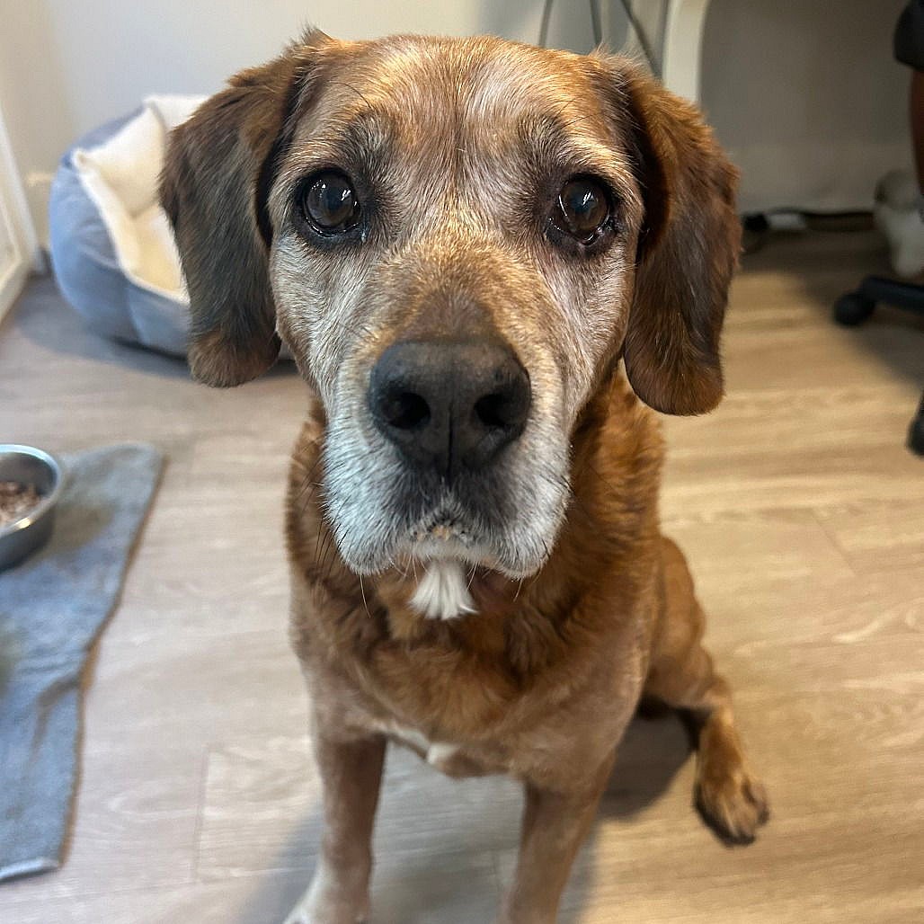 Blake - Golden Retriever