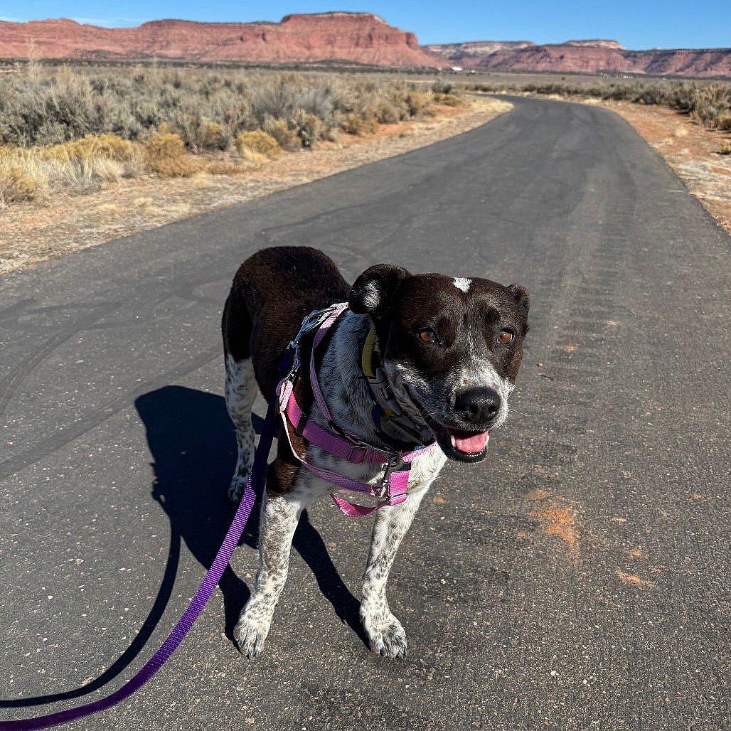 Didgeri - Cattle Dog