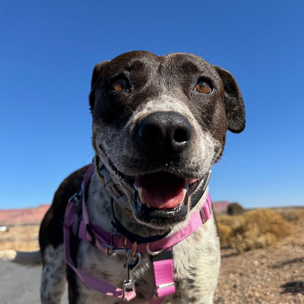 Didgeri - Cattle Dog