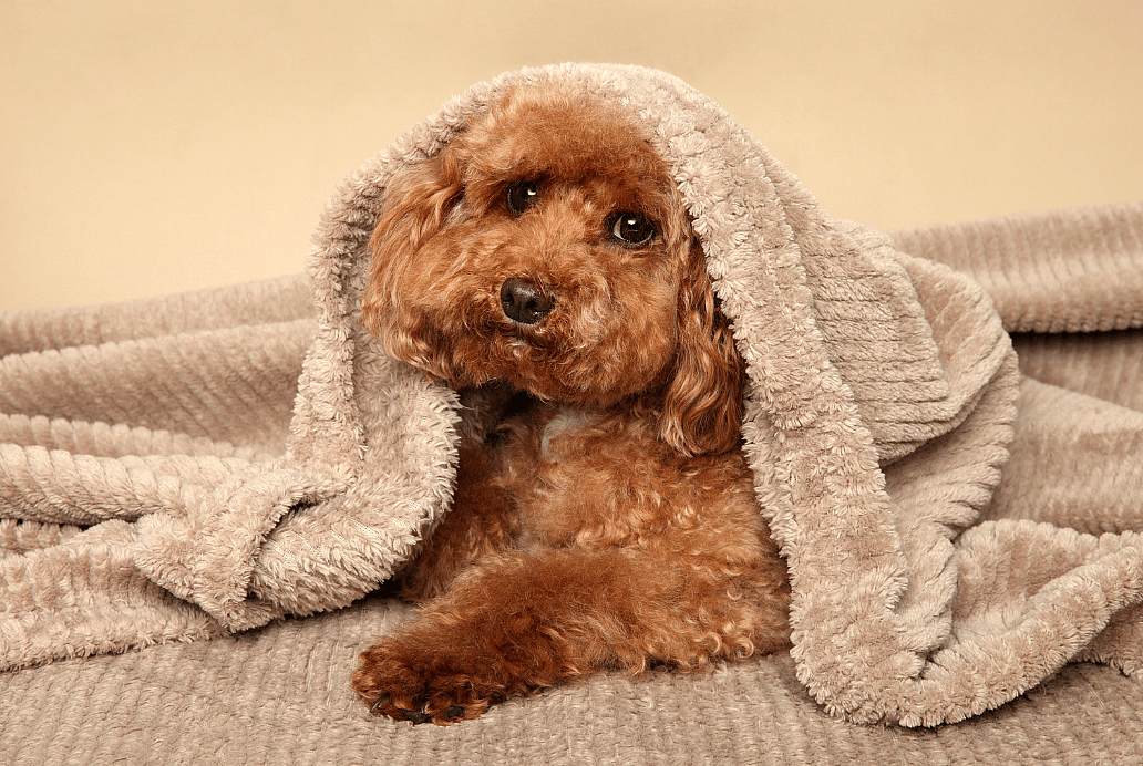 A poodle
