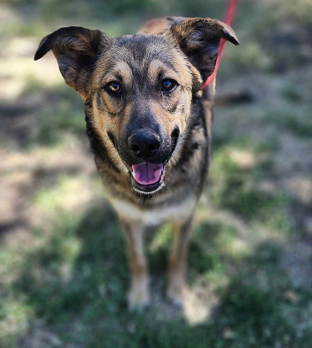 Canelo - Shepherd