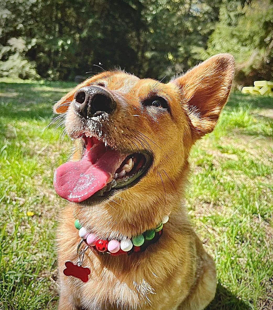 Xanthi up for Adoption