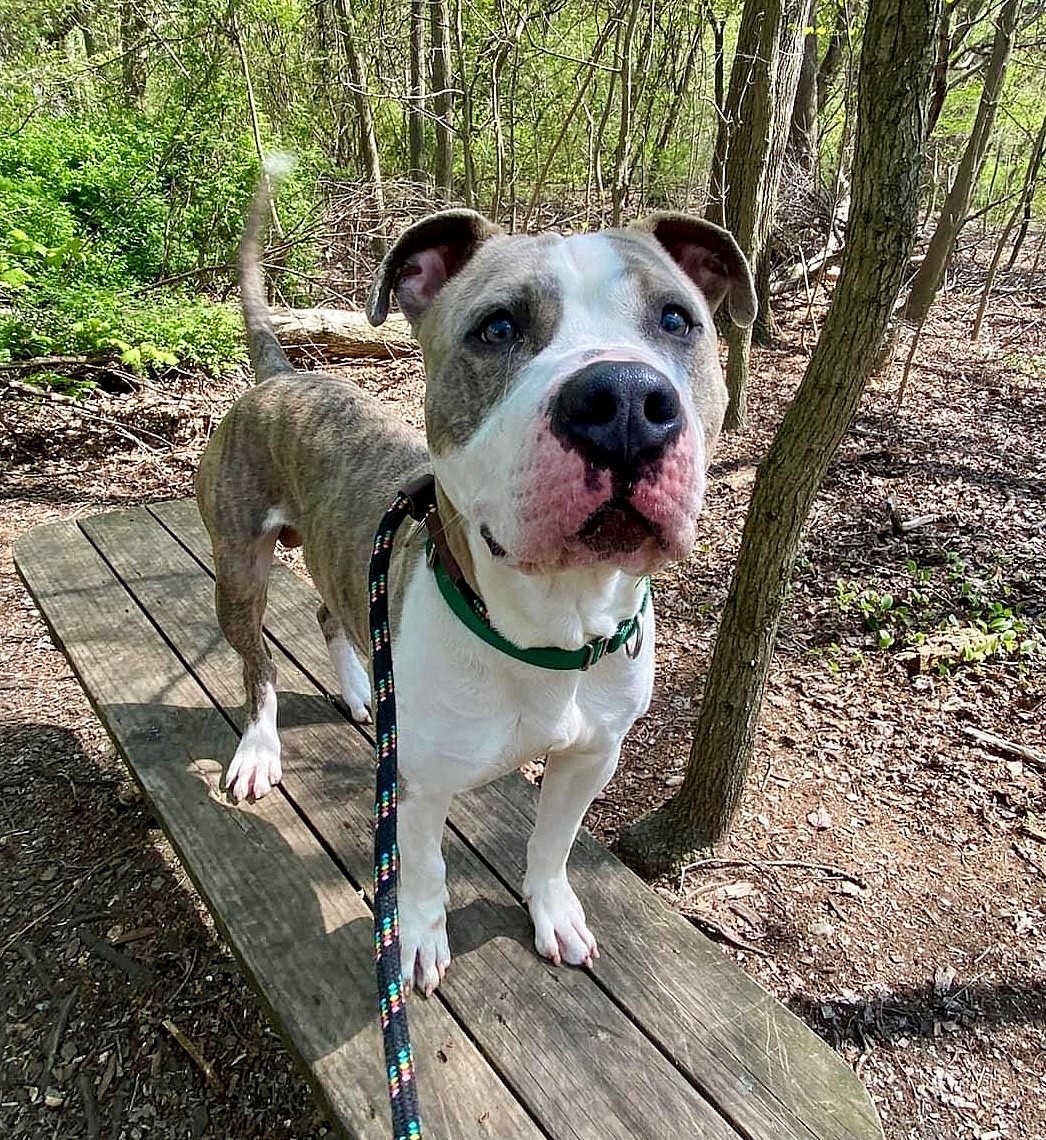 Big Mac up for Adoption