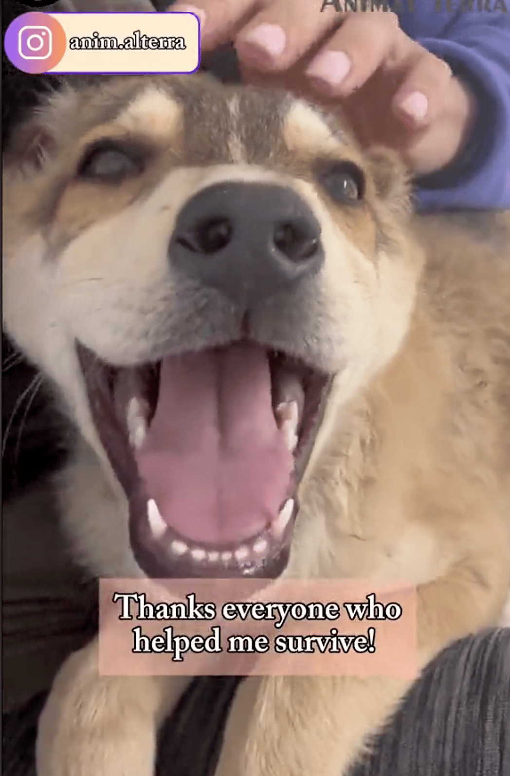 Bikey's Battle: How Quick Action Turned Tragedy into Triumph for One Puppy!