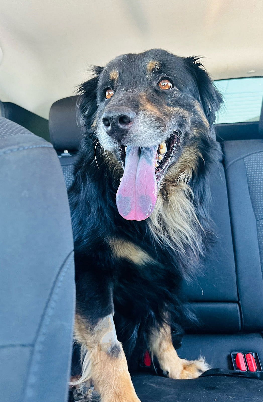 RIV 4 - Serrano - Shepherd