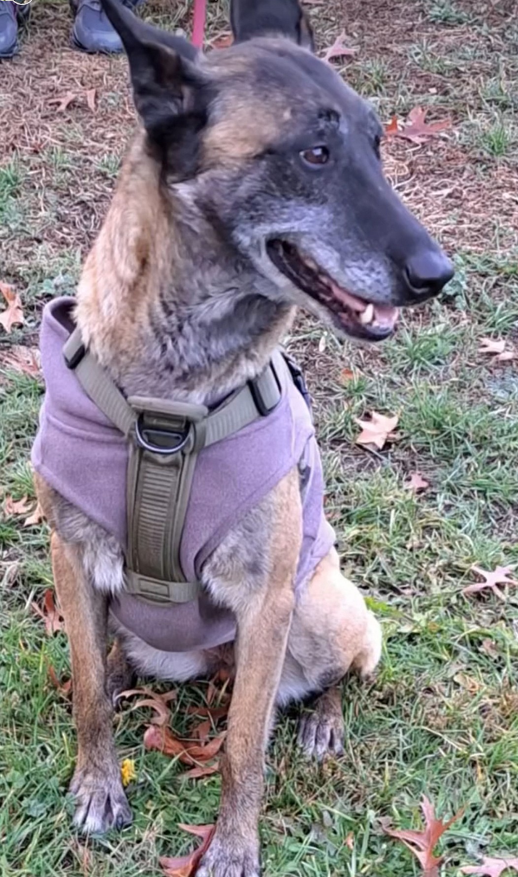 Miss Molly up for Adoption