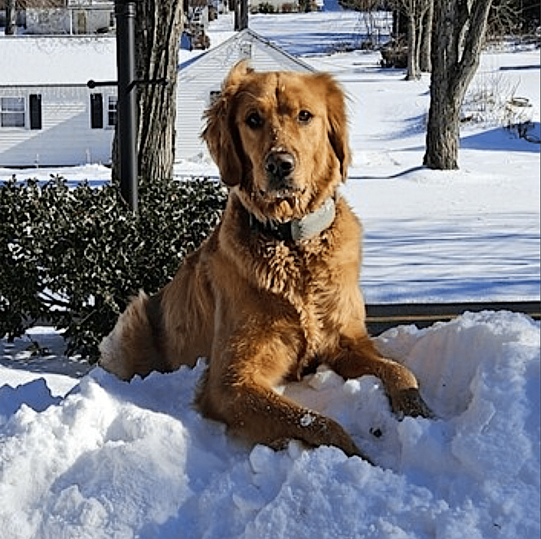 DJ - Golden Retriever
