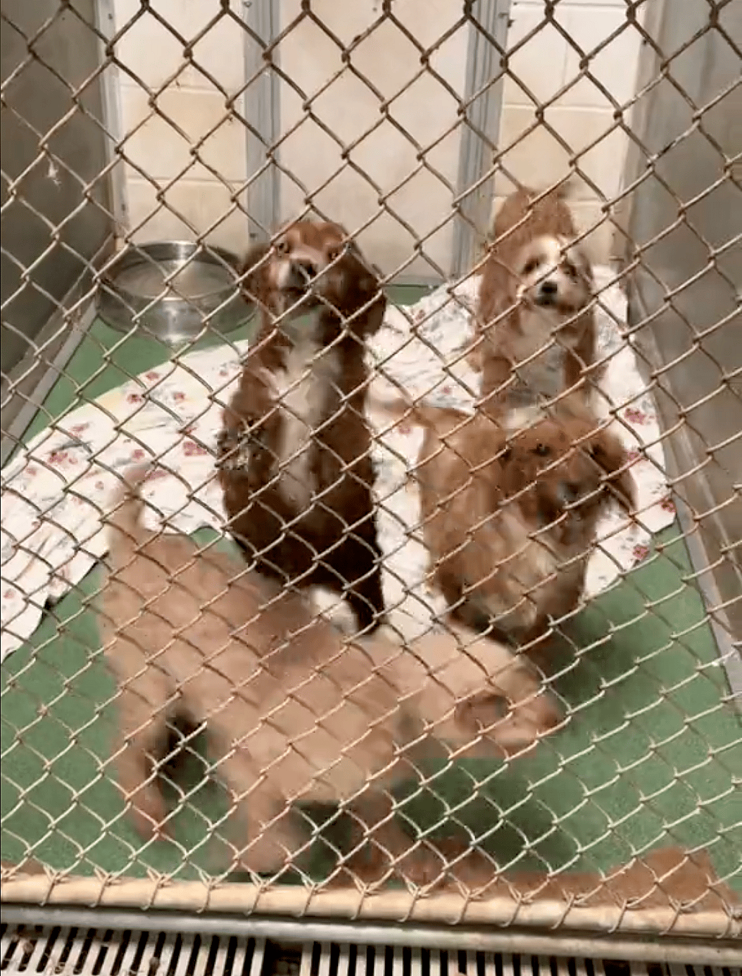 Shelter Sends Out Desperate Plea Urging People to Give Small Dogs a Chance