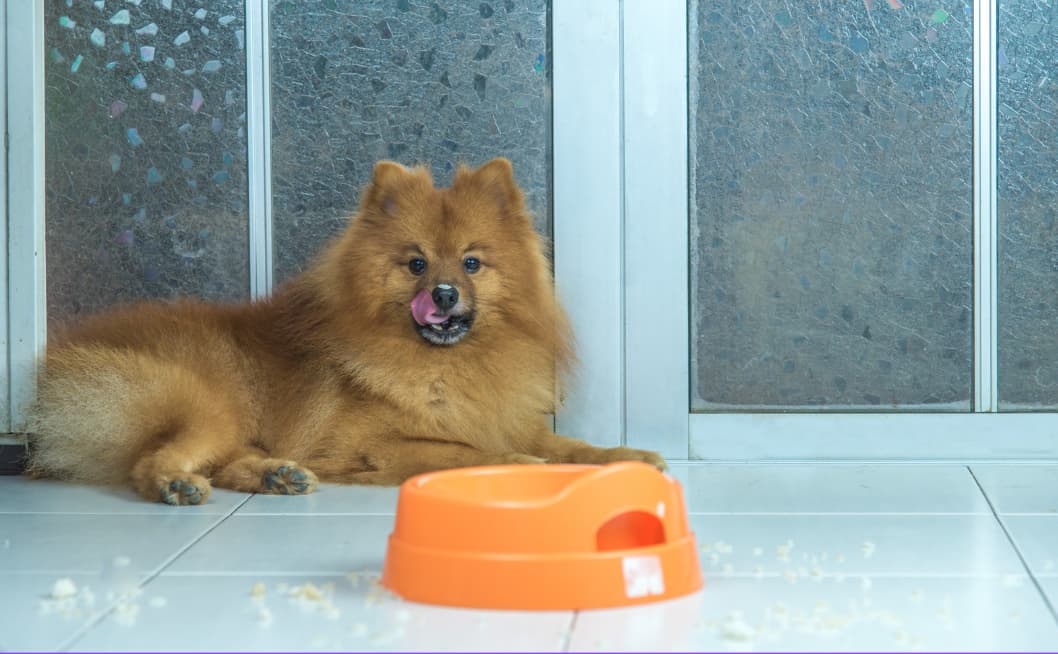 Best dog food for Pomeranians
