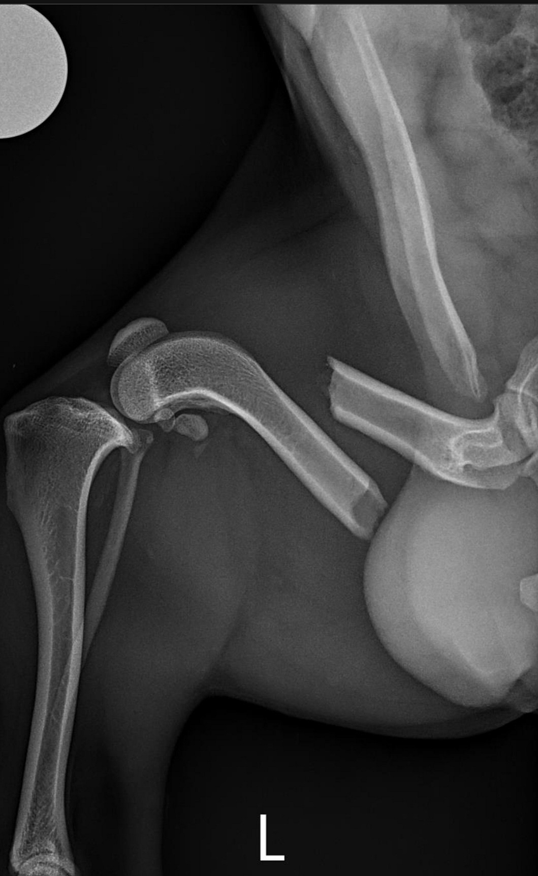 Mikey's broken leg X-Ray