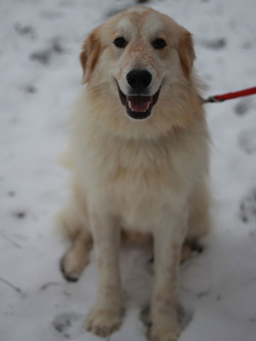 Simon - MEET ME @ PETCO 2/1/25!