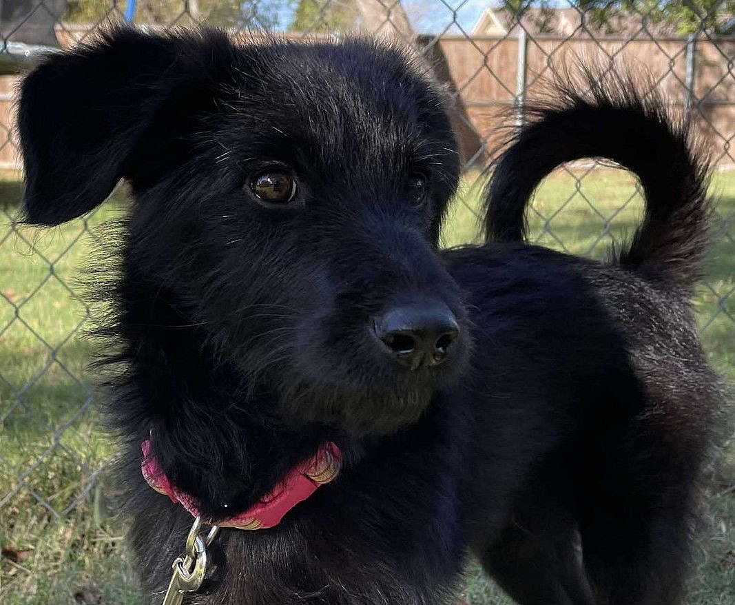Shadow - Labrador Retriever
