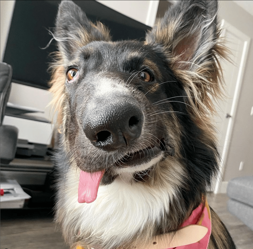 Rescue Dog has Unique ‘Picasso’ Face