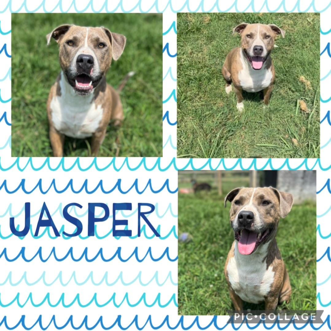 Jasper