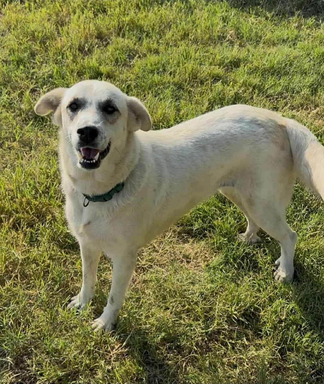 Pearl - Great Pyrenees