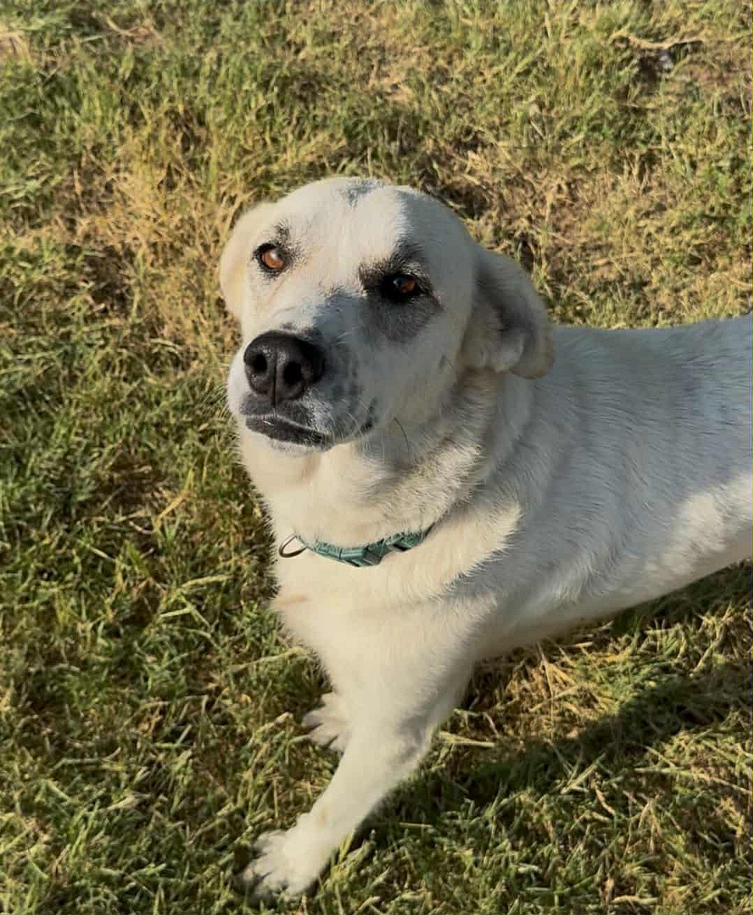 Pearl - Great Pyrenees