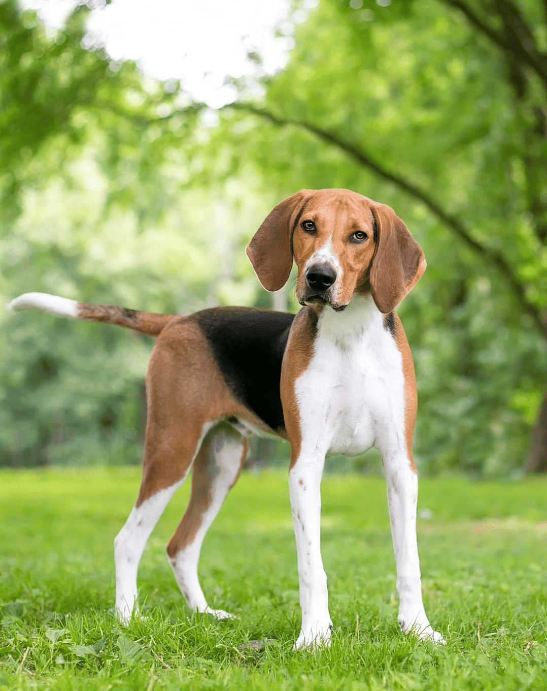 via https://www.instagram.com/americankennelclub/