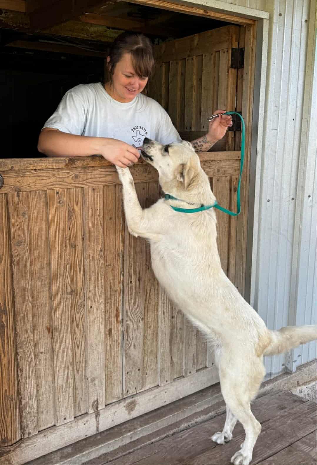 Pearl - Great Pyrenees