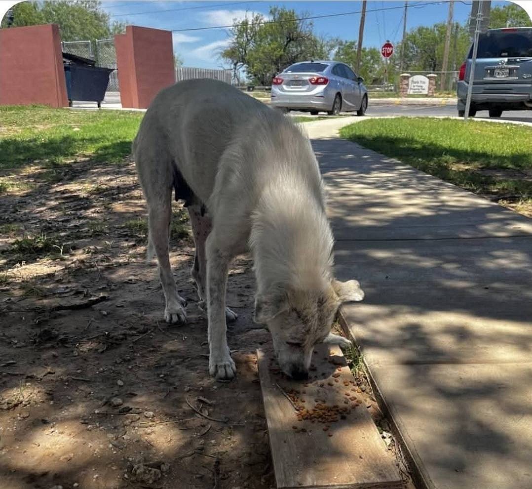 Pearl - Great Pyrenees