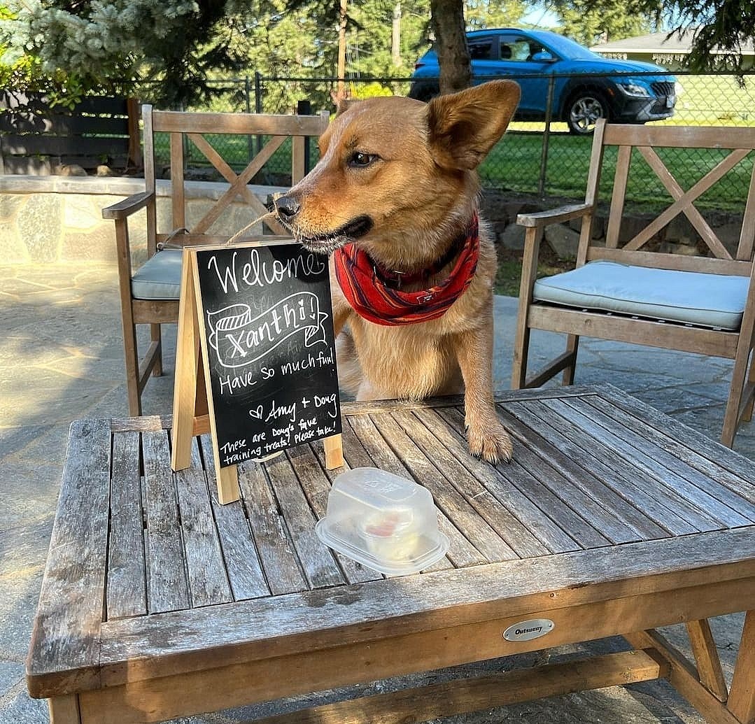 Rescuers Found Dog Living in Cardboard Box in Mexico Then Flew Her to USA to Find a Forever Home