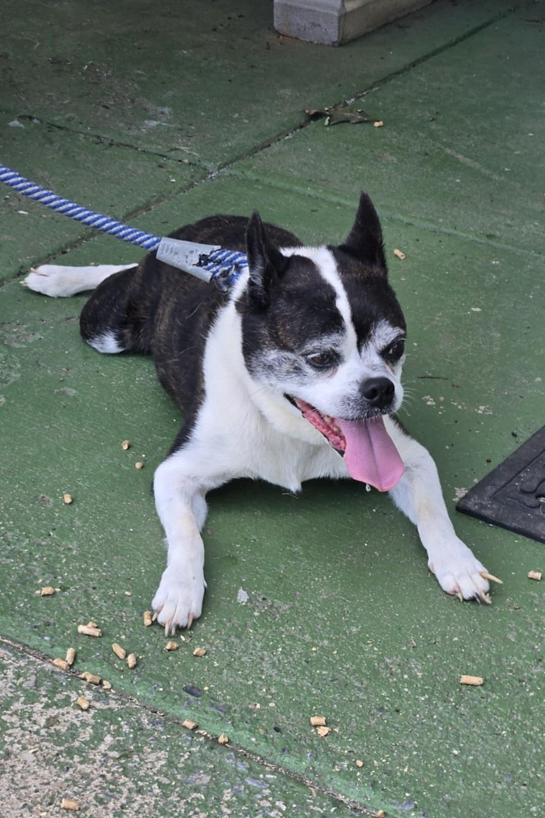 Rascal: Not at shelter (Kendra) - Boston Terrier