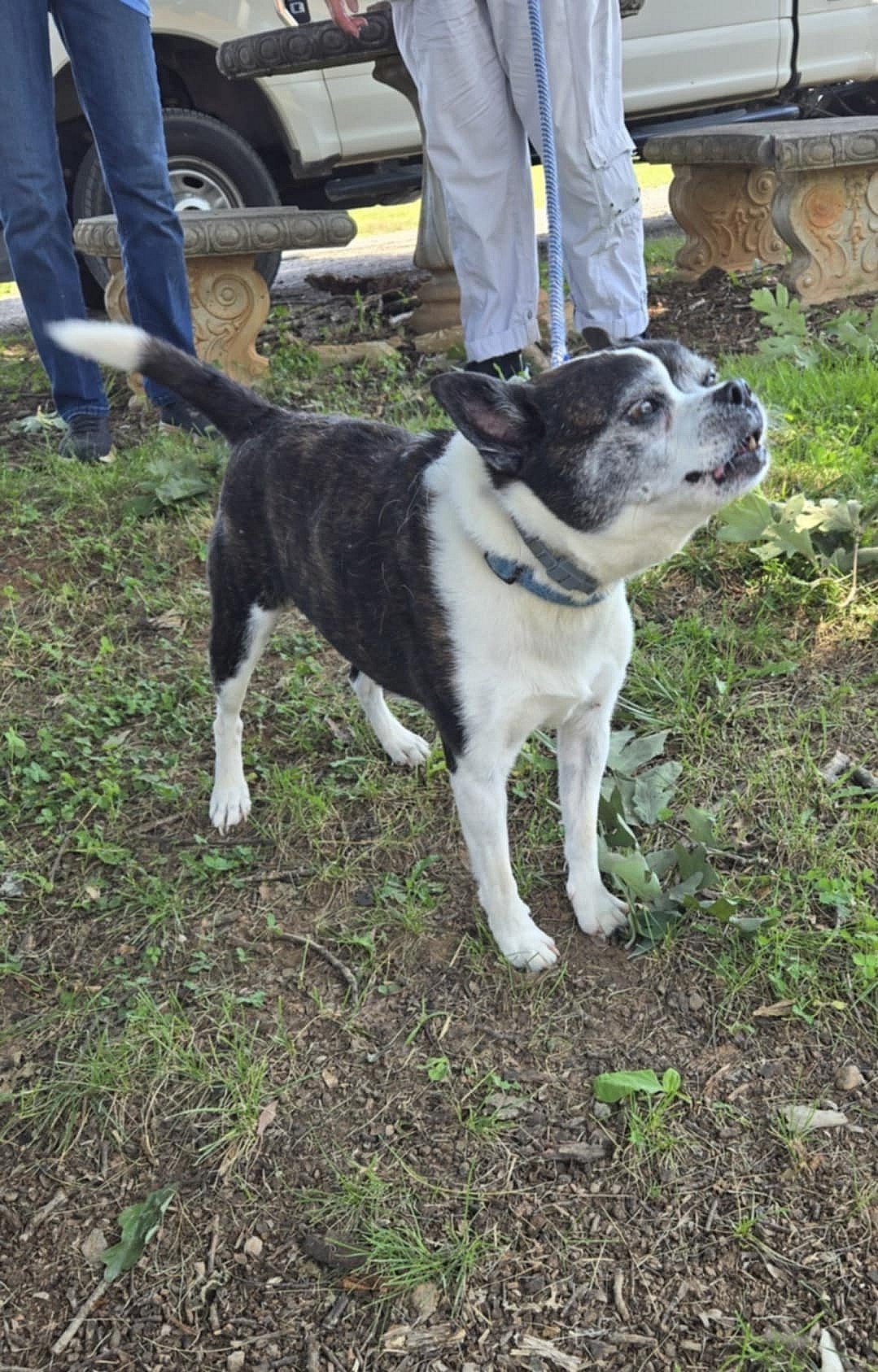 Rascal: Not at shelter (Kendra) - Boston Terrier