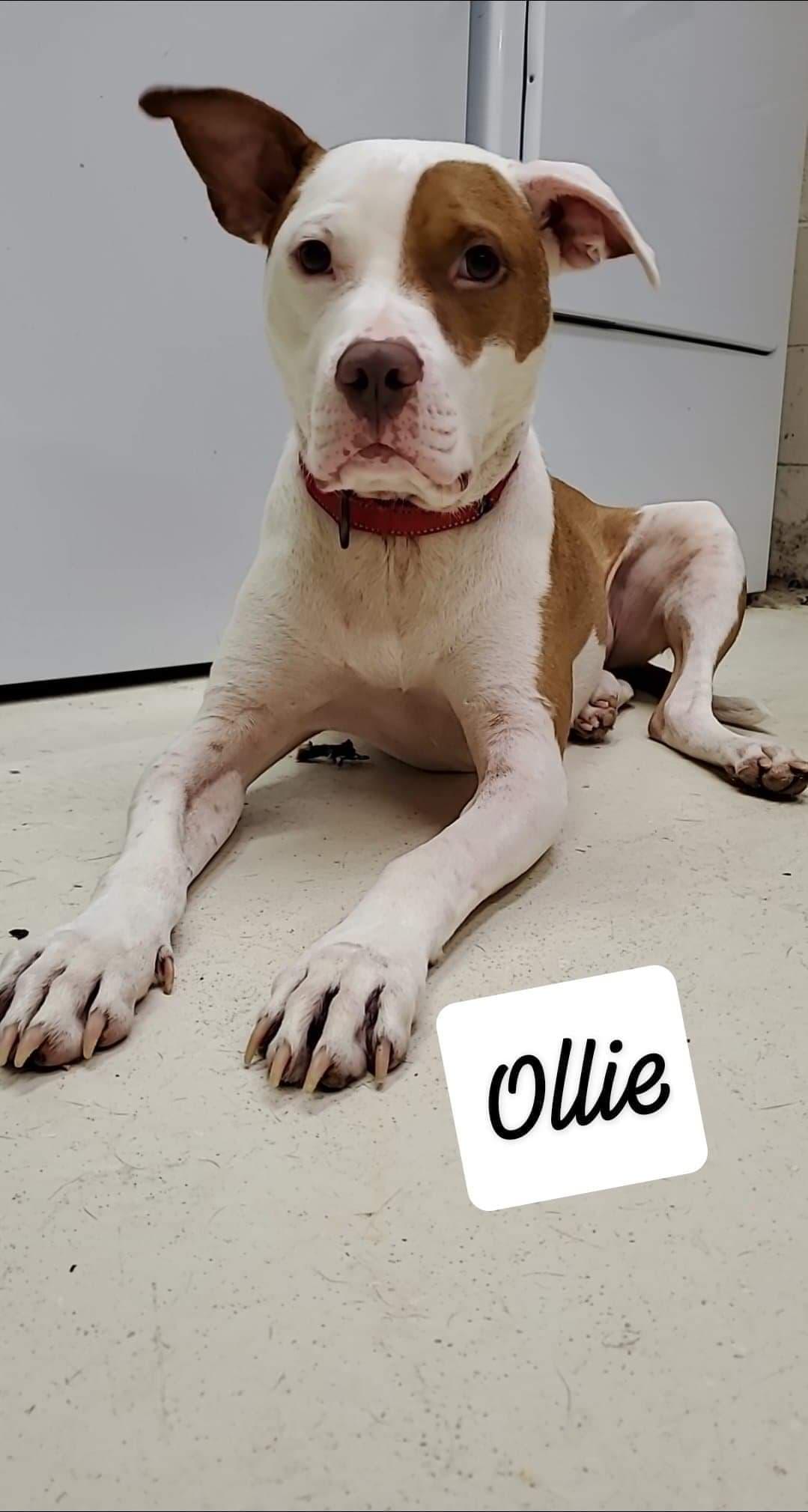 OLLIE