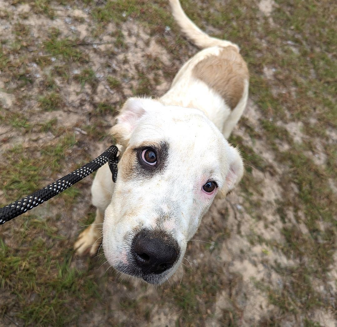 BULLITT up for Adoption