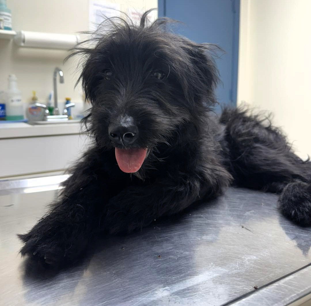 Twiggy (1yo,26lbs) - Scottish Terrier Scottie