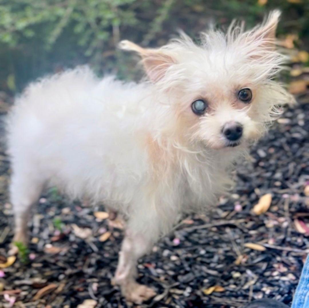 Eleanor - Maltese