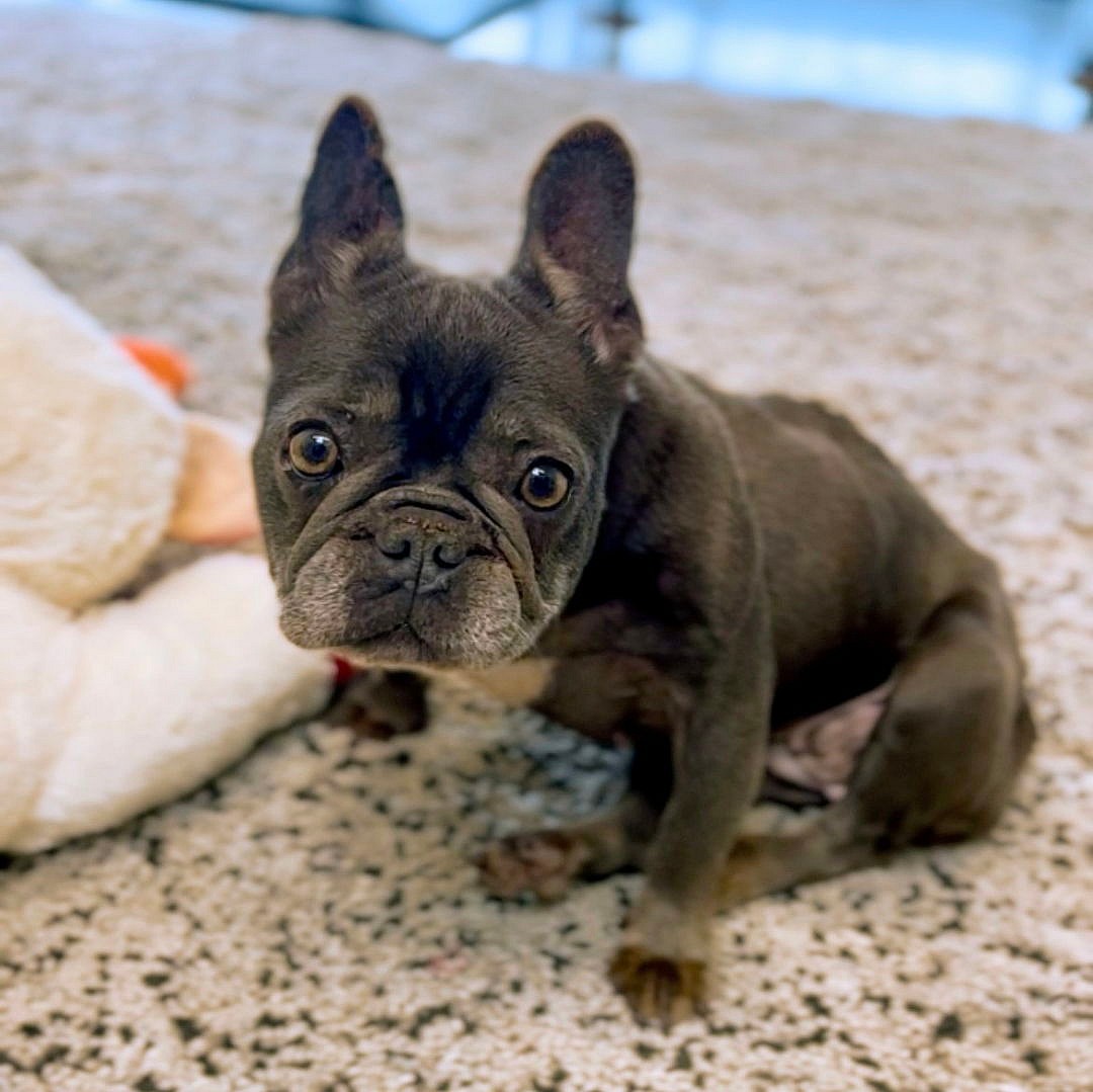 Pancake - French Bulldog