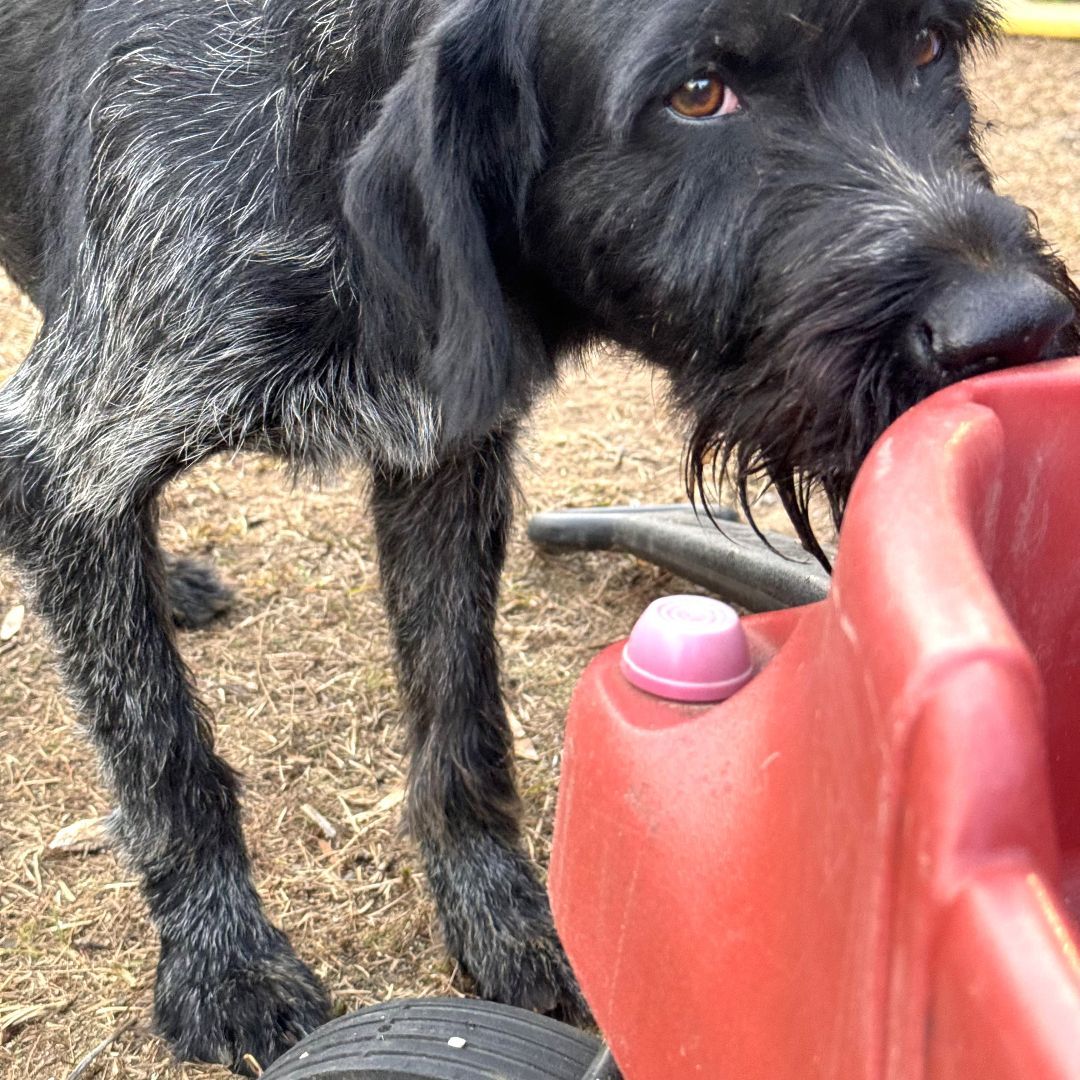 GRETA up for Adoption