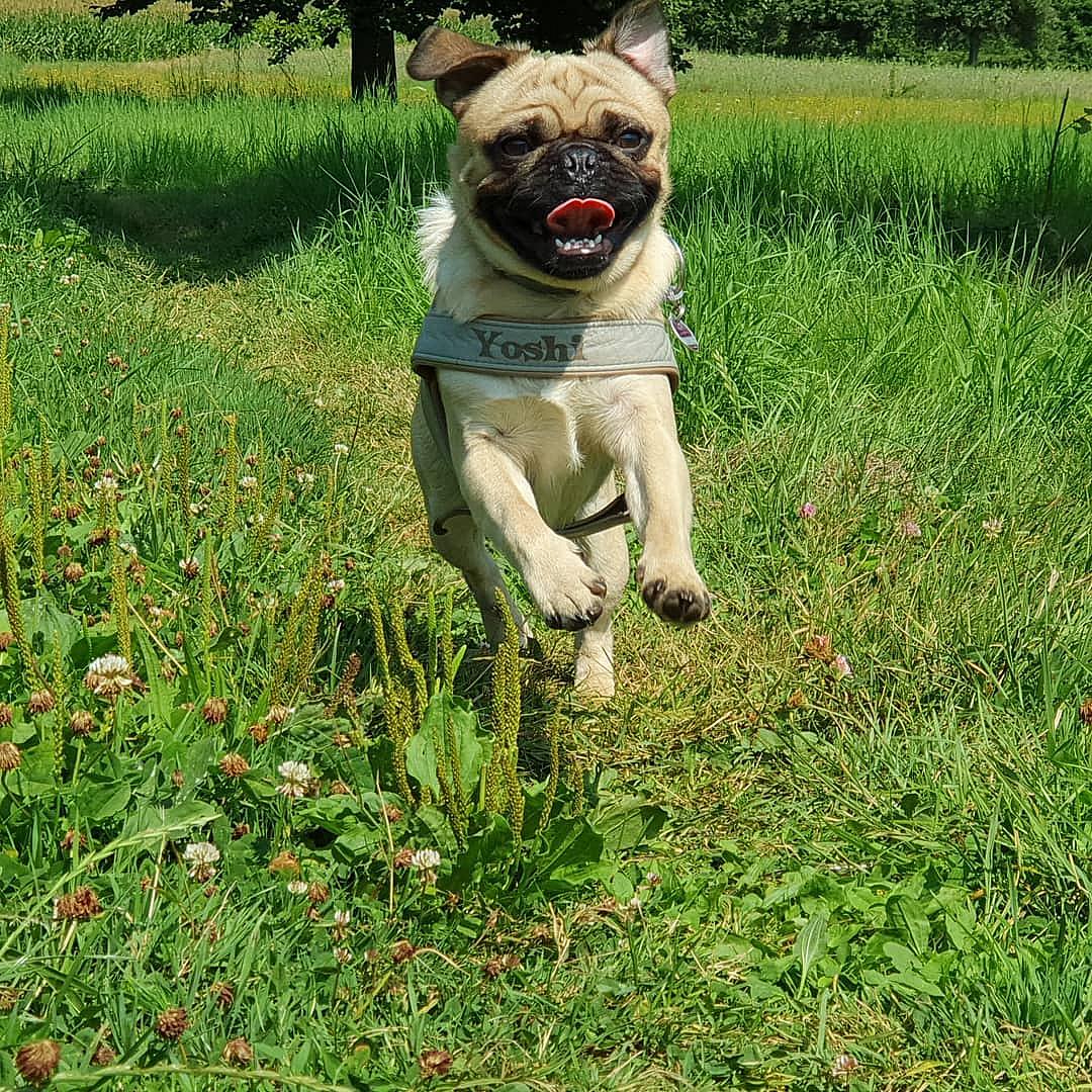 Yoshi the retro pug