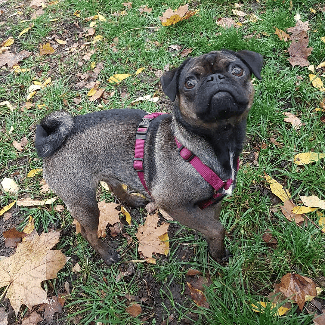 Maja the retro pug